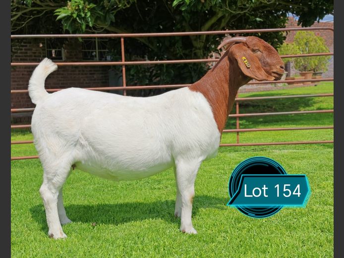 762240119 | Lukas Burger Boerbokstoet