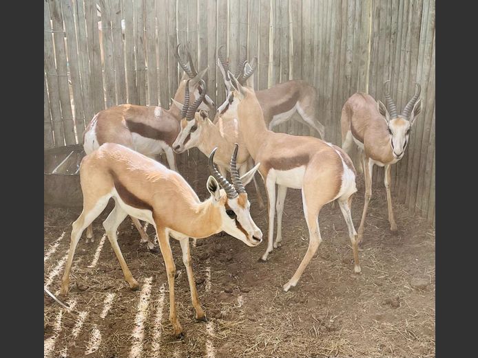 Konings Springbok Ram