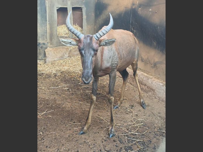 TSESSEBE | MORGAN FARMSTEAD