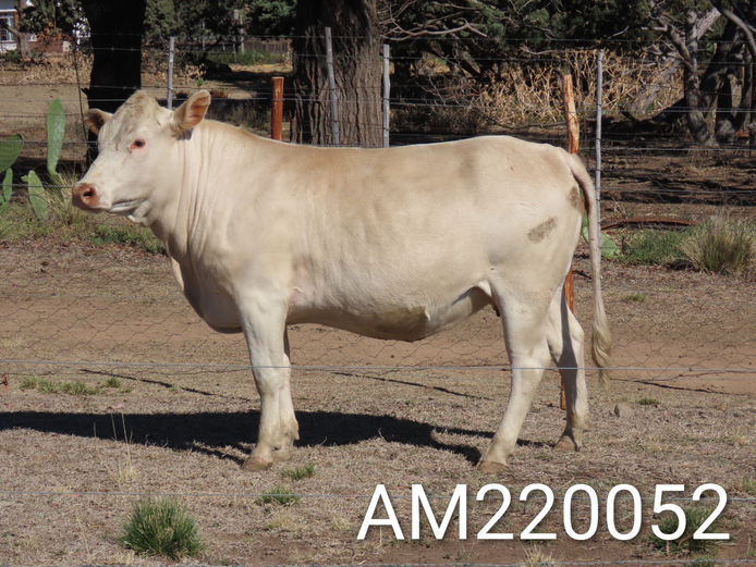 AM 220052 | ALPHA OMEGA TULI OOS