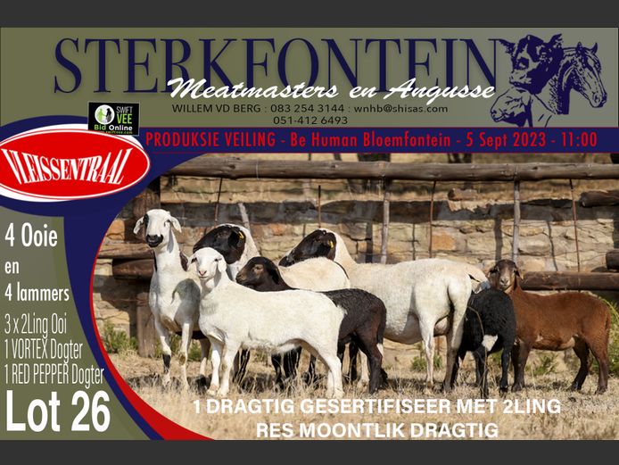 Ewes | Sterkfontein Meatmasters