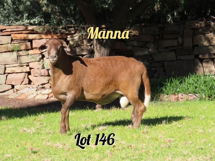 094 | Manna