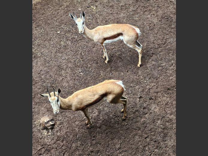 SPRINGBOK | DH CILLIERS