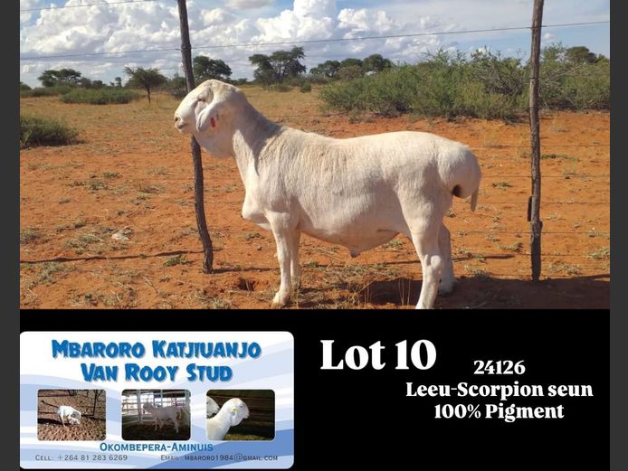 24126 | MBARORO KATJIUANJO VAN ROOY STUD