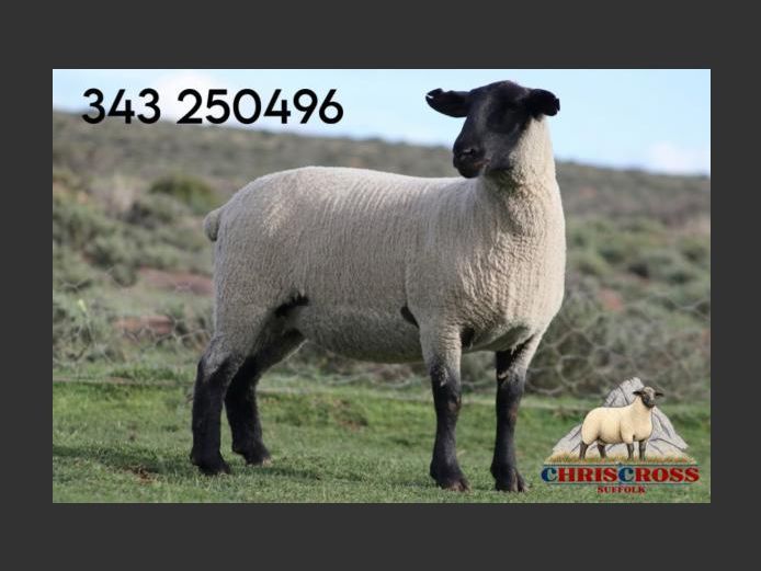 343250496 | CHRISSCROSS SUFFOLKS