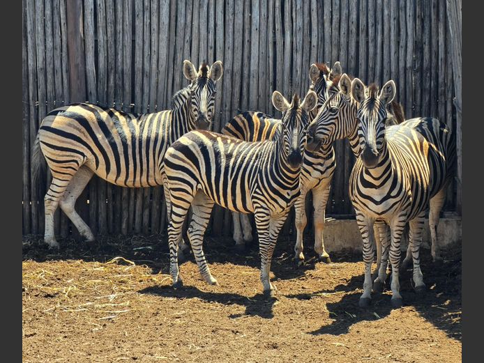 ZEBRA | DRIEFONTEIN BOERDERY