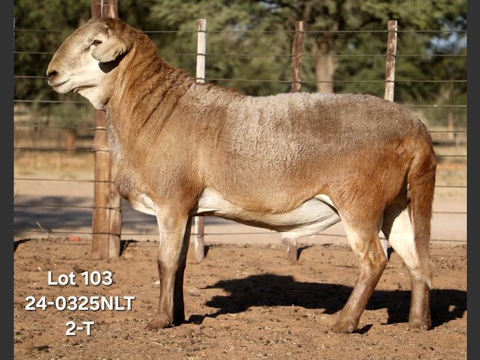 24-0325NLT | LEKWATER MEATMASTER 
STUD