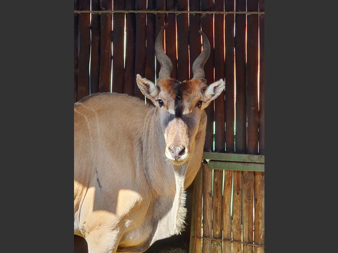 Eland | Amanzi 