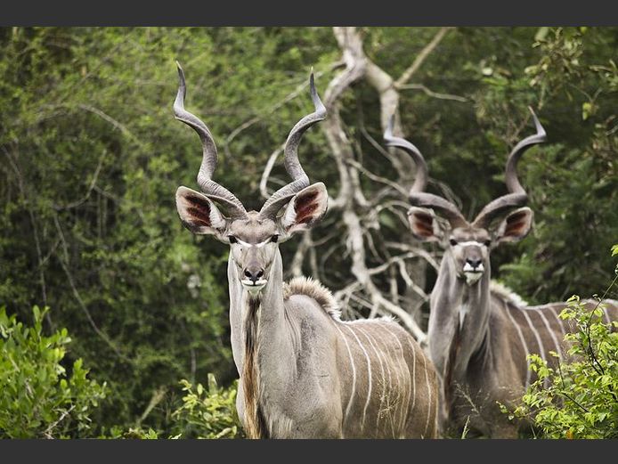 1 Kudu Walk and stalk. 2026 Hunting Season | Coloniesplaats