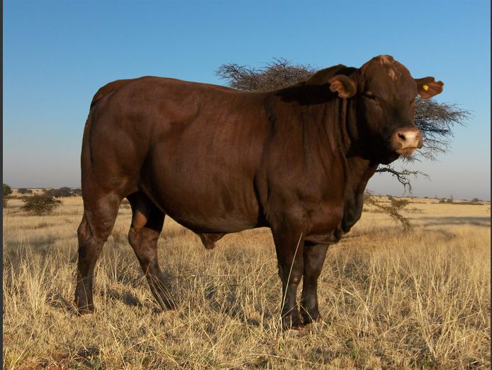 Commercial Animals 