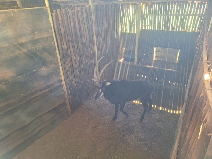 SABLE BULL | NYLSVLEI