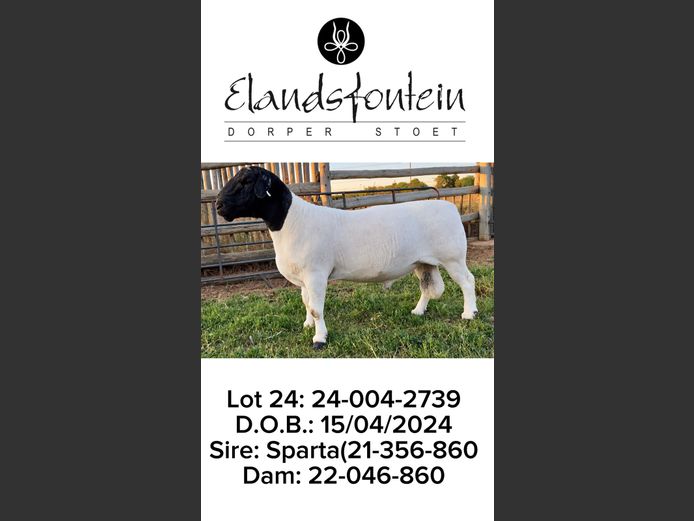 24-004-2739 | ELANDSFONTEIN DORPERS