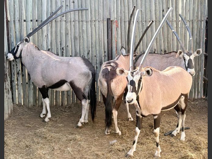Gemsbokke Volwasse