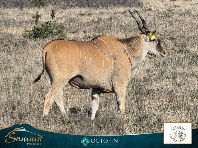 16 STRIPED LIVINGSTONE ELAND BULL