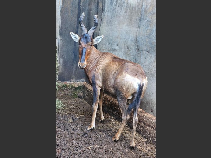 REDHARTEBEEST | RIPICA TRUST