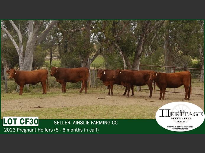 Commercial Animals | Ainslie Farming CC