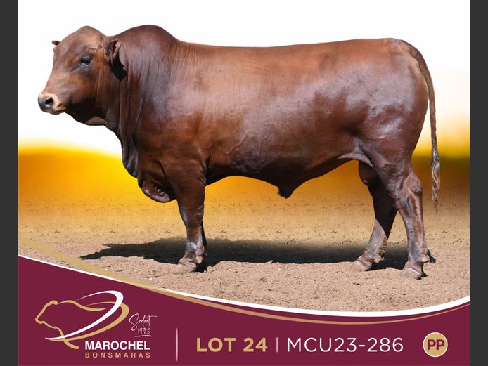 MCU 230286