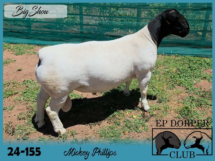 24-155 | Mickey Phillips