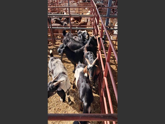 BOERBOK | NAZARDI BOERDERY