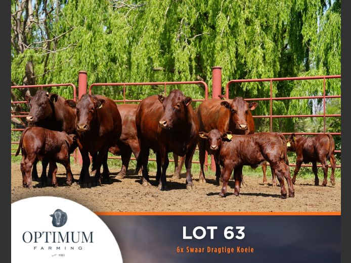 Commercial Animals | OPTIMUM FARMING M WIPPLINGER