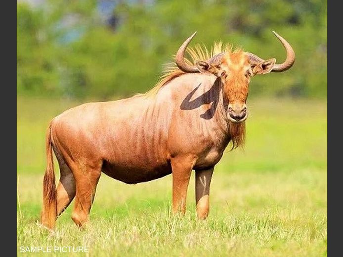 GOLDEN WILDEBEEST | GOLDEN GAME WILDLIFE