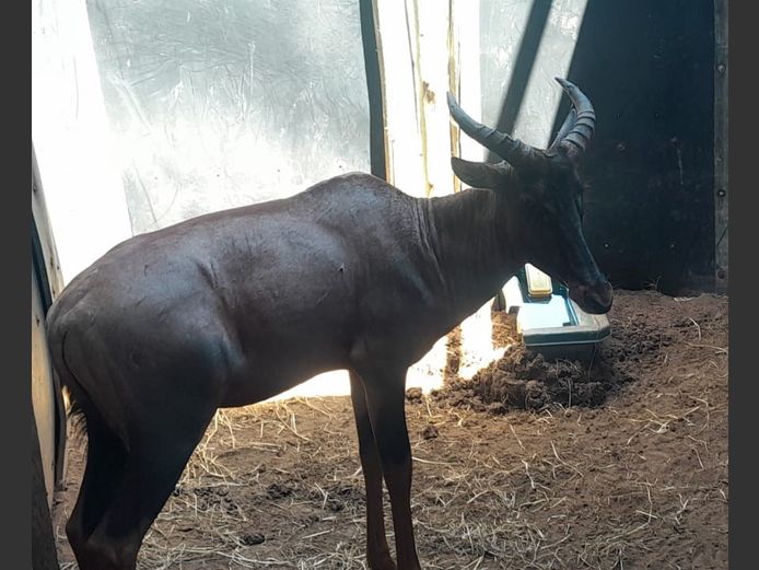 TSESSEBE | DOELEN