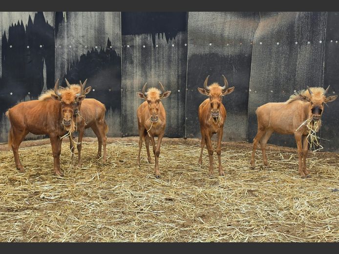 GOUE WILDEBEES | DRIEFONTEIN BOERDERY