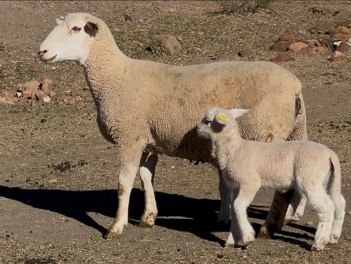 Commercial Animals | HEYMAN DORMERS