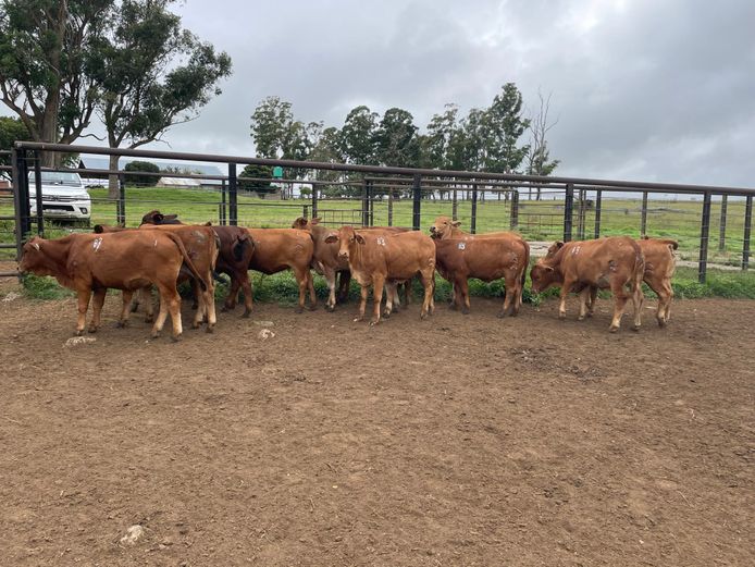 COMMERCIAL ANIMALS | BURGER BOERDERY