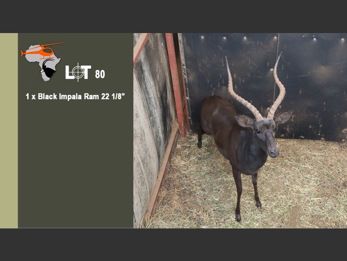 Black Impala