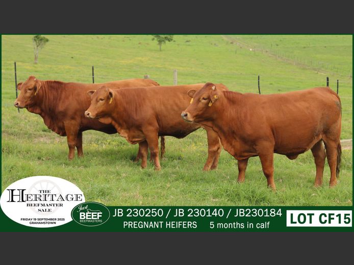 Commercial Animals | Just Beef