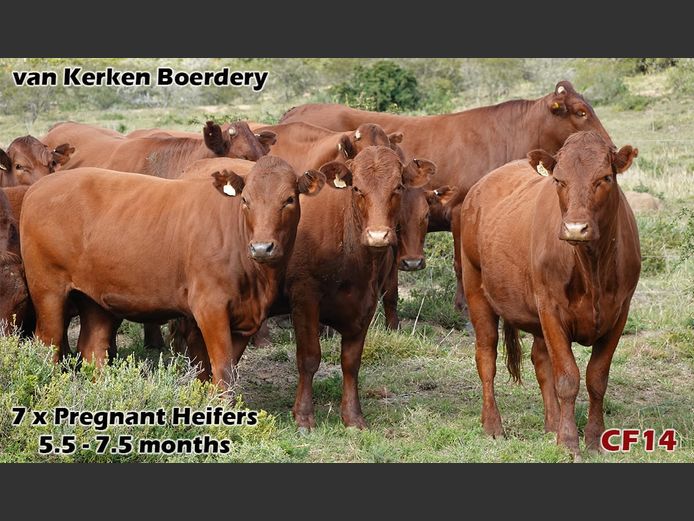 Commercial Females | van Kerken Boerdery