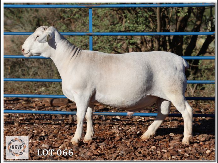 1790 24 0658W | J.J. VAN DER COLFF (WIT DORPERS)