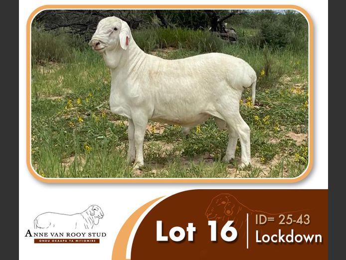 25-43 | ANNE VAN ROOY STUD