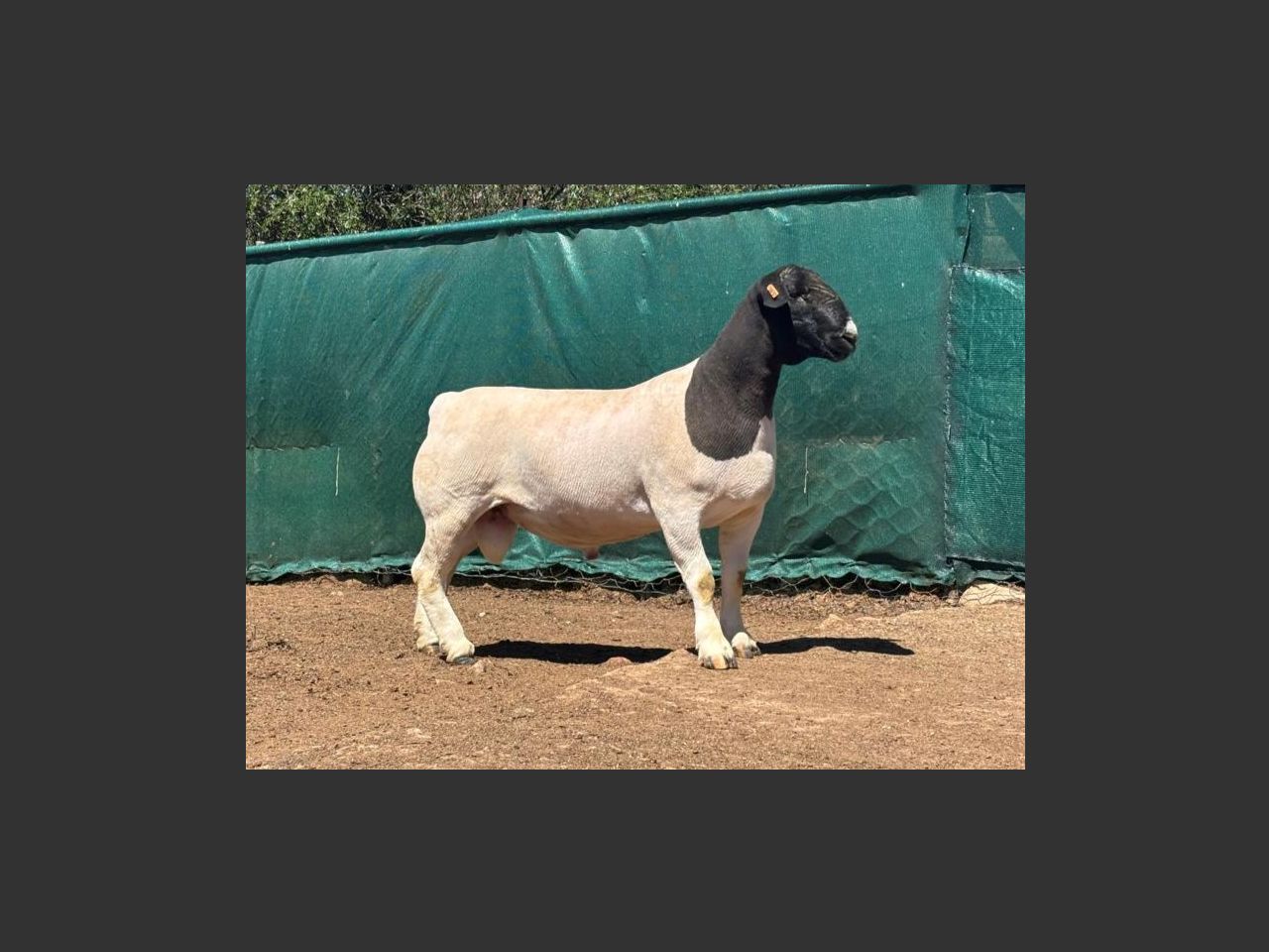 images