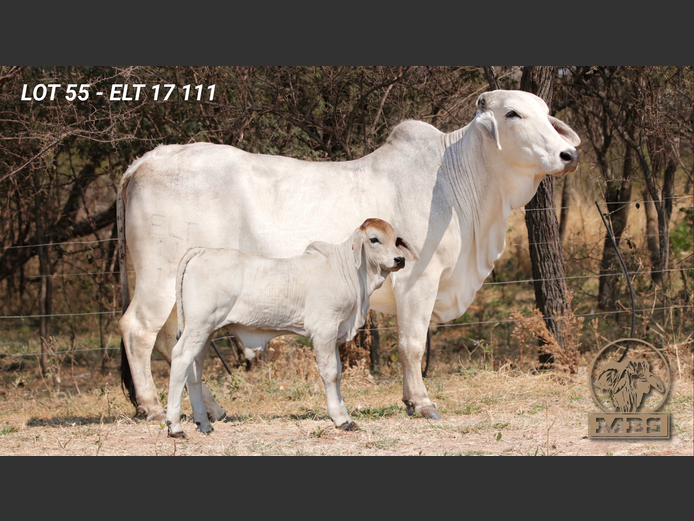 ELT17111 | MBS BRAHMANE
