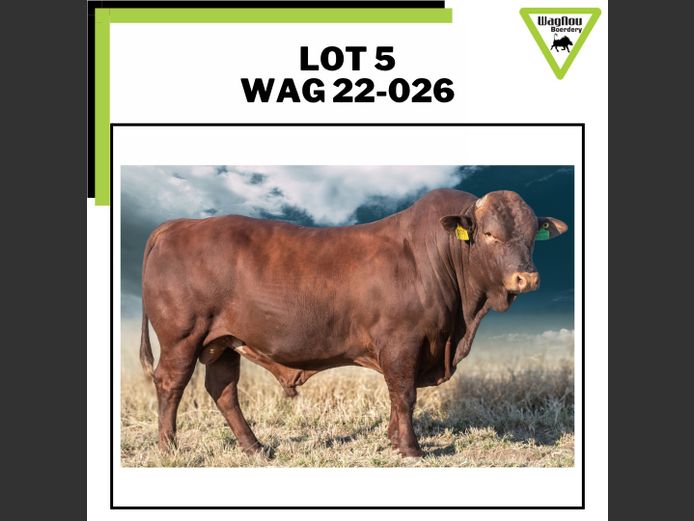 WAG 22-0026 | WAGNOU BEEFMASTER
