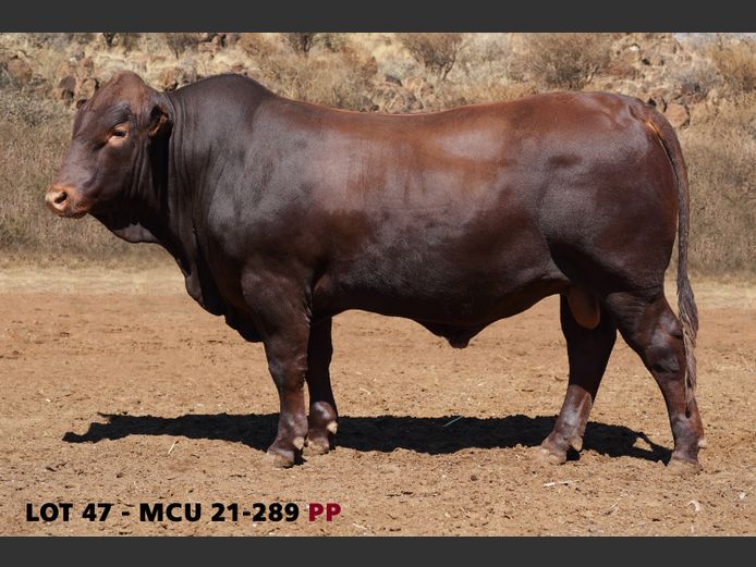 MCU21-0289