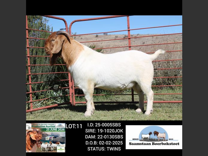 25-0005SBS | SAAMSTAAN BOERBOKSTOET