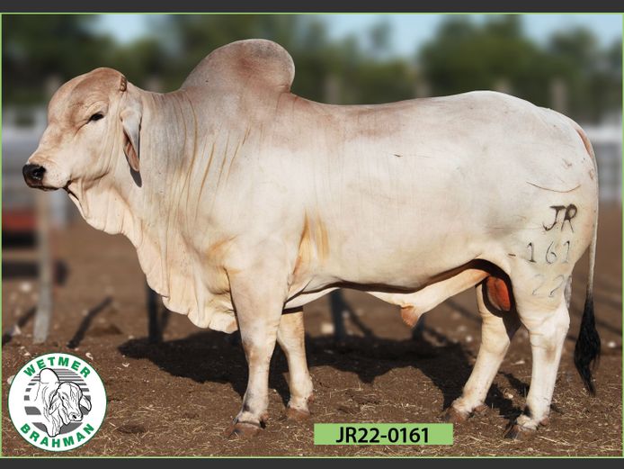 22-0161JR | WETMER BRAHMAN