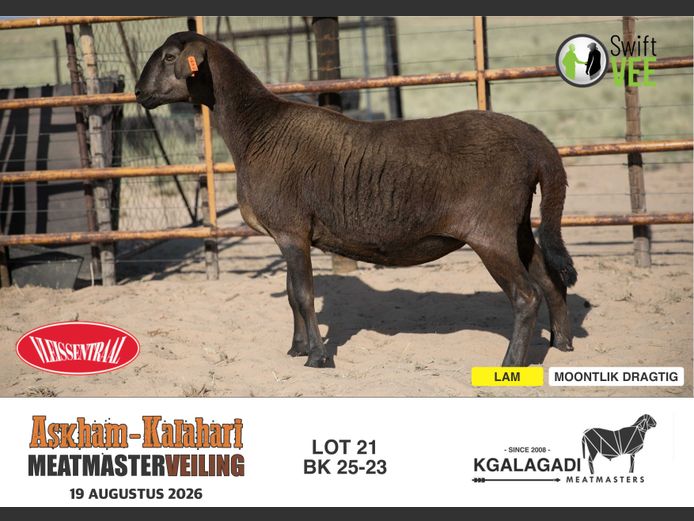BK 25-23 | BARRI KNOETZE