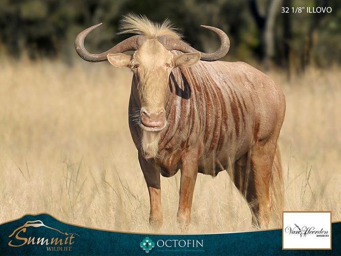 GOLDEN WILDEBEEST COWS ICT 32 1/8" "ILLOVO"