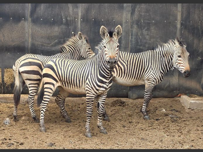 HARTMAN ZEBRA | NYLSVLEI GAME