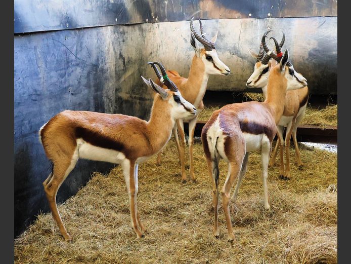 DAMARA SPRINGBOK | ZIONSHEUVEL TRUST