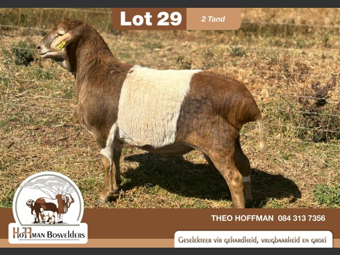 214 | HOFFMAN BOSVELDERS