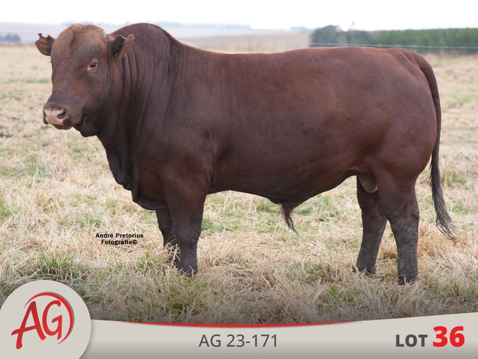 AG230171 | ARTHUR DE VILLIERS & SEUN