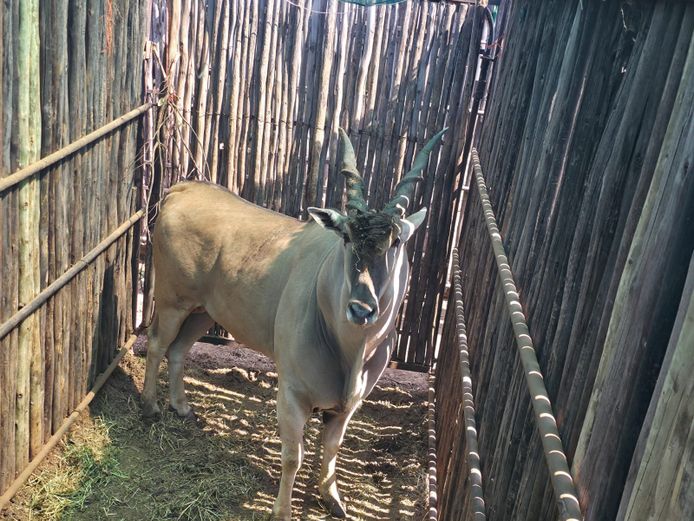 ELAND | HANLEY