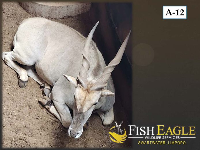ELAND