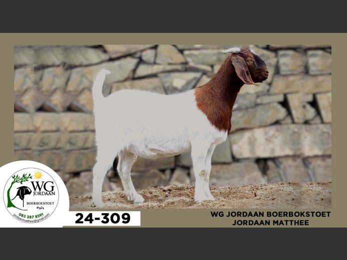 24-309  |  Jordaan Matthee - WG Jordaan Boerbokstoet