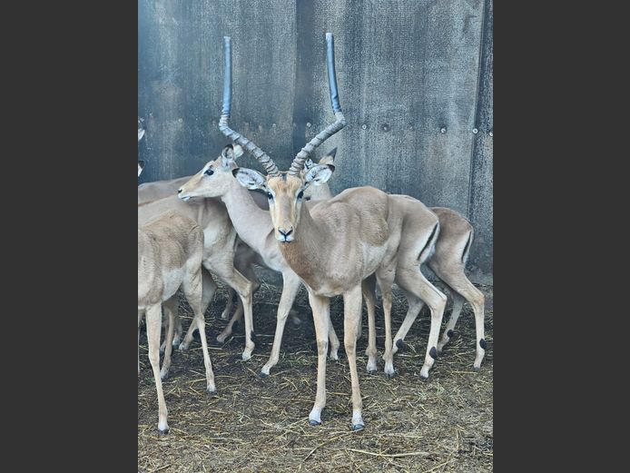 ROOIBOK 24.5" | SENSATIONAL HUNTING